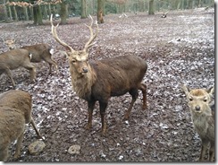 Wildpark Pforzheim (22)