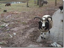 Wildpark Pforzheim (4)