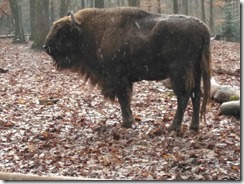 Wildpark Pforzheim (55)