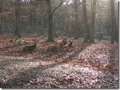 Wildpark Pforzheim (61)