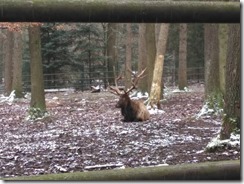 Wildpark Pforzheim_Altai-Maral