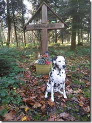 2017-11-01_Coar am Waldgrab (3)