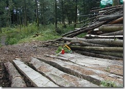 Waldgrab 01