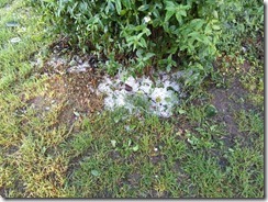 Hagel, Gewitter (1)