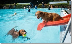 Hundeschwimmen 03