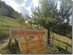 Blüten Glotzer (2)