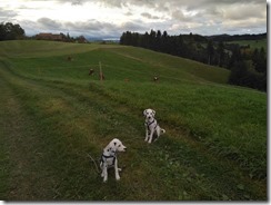 Kühe (1)