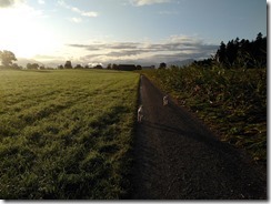 Maisfeld Neuenkirch (11)