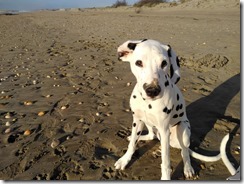 Strand von Sete (5)