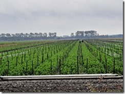 Ackerbau Abbenes (4) (640x480)