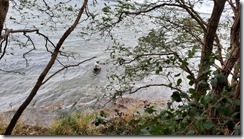 Hornis a.d Ostsee (1) (8) (640x360)
