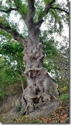 Knorriger Baum (1) (360x640)