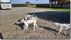 Stellplatz Voerså (1) (3) (640x360)
