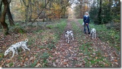 Flögelner Wald (1) (14) (640x360)