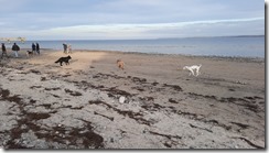 Hunde am Strand (1) (3) (640x360)