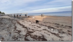 Hunde am Strand (1) (4) (640x360)