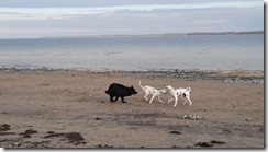 Hunde am Strand (1) (6) (360x640)