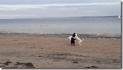 Hunde am Strand (1) (7) (360x640)