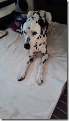 Cora 13 Jahre (1) (3) (360x640)