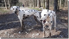 Dalmi Schmutz 01