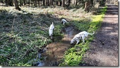 Lauf zu Herr Hans (1) (13) (640x360)