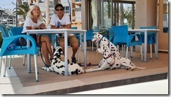 Shark Cafe (1) (3) (640x360)