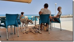 Shark Cafe (1) (640x360)