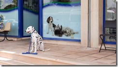 Tierklinik Altea (1) (640x360)
