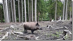 Wildschweine (1) (3) (640x360)
