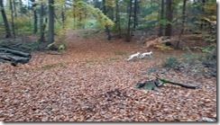 _Dalmi im Wald 01