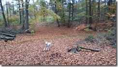 _Dalmi im Wald 02