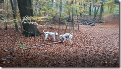 _Im Wald