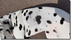 Bisswunde_18 (1) (3) (640x360)