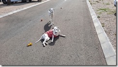Dalmis auf dem Stellplatz_18 (1) (2) (640x360)