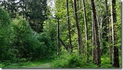 Waltweg mit Beleuchtung (1) (2) (640x360)
