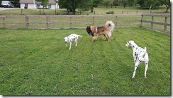 _Leonberg 01