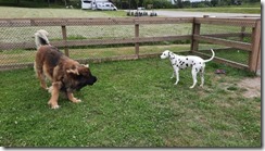 Spielen mit Leonberger (1) (3) (640x360)