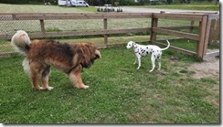 Spielen mit Leonberger (1) (4) (640x360)