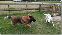 Spielen mit Leonberger (1) (5) (640x360)