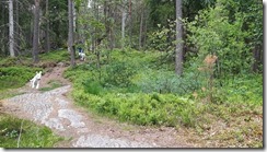 _unser Wald 01