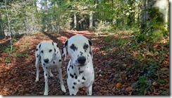 Schöner Herbst (1) (5) (640x360)