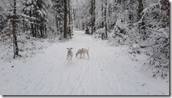 Im Wald an der Emme (1) (5) (640x360)