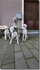 Bad Windsheim (1) (18) (360x640)