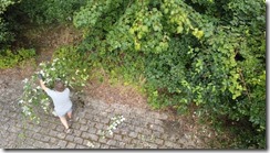 Hecken schneiden 06