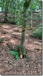 Kunterbunt im Wald (1) (12) (360x640)