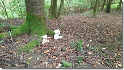 Kunterbunt im Wald (1) (7) (640x360)