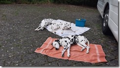 Unsere Dalmi_14 (1) (2) (640x360)