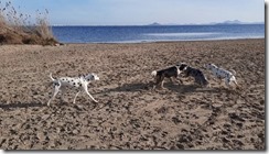 Hunde am Strand_11 (1) (4) (640x363)